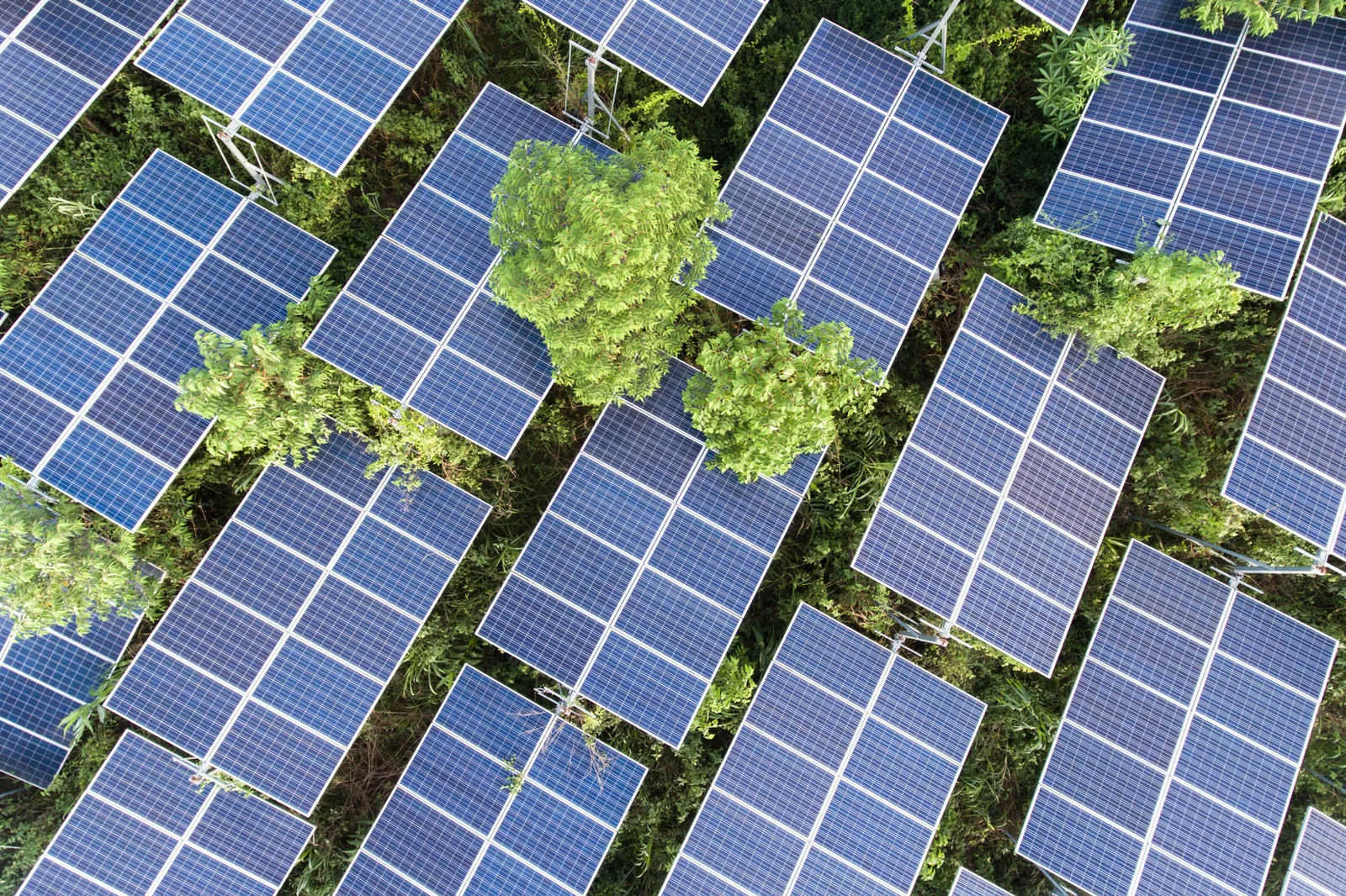Conjunto de paneles solares